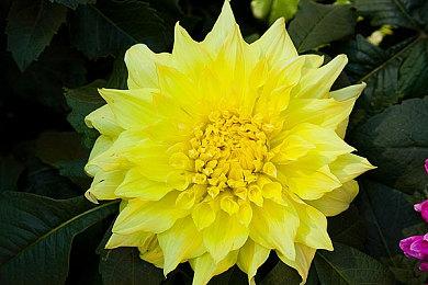 《影之刃零》最高难度Boss战演示 来战个痛快！